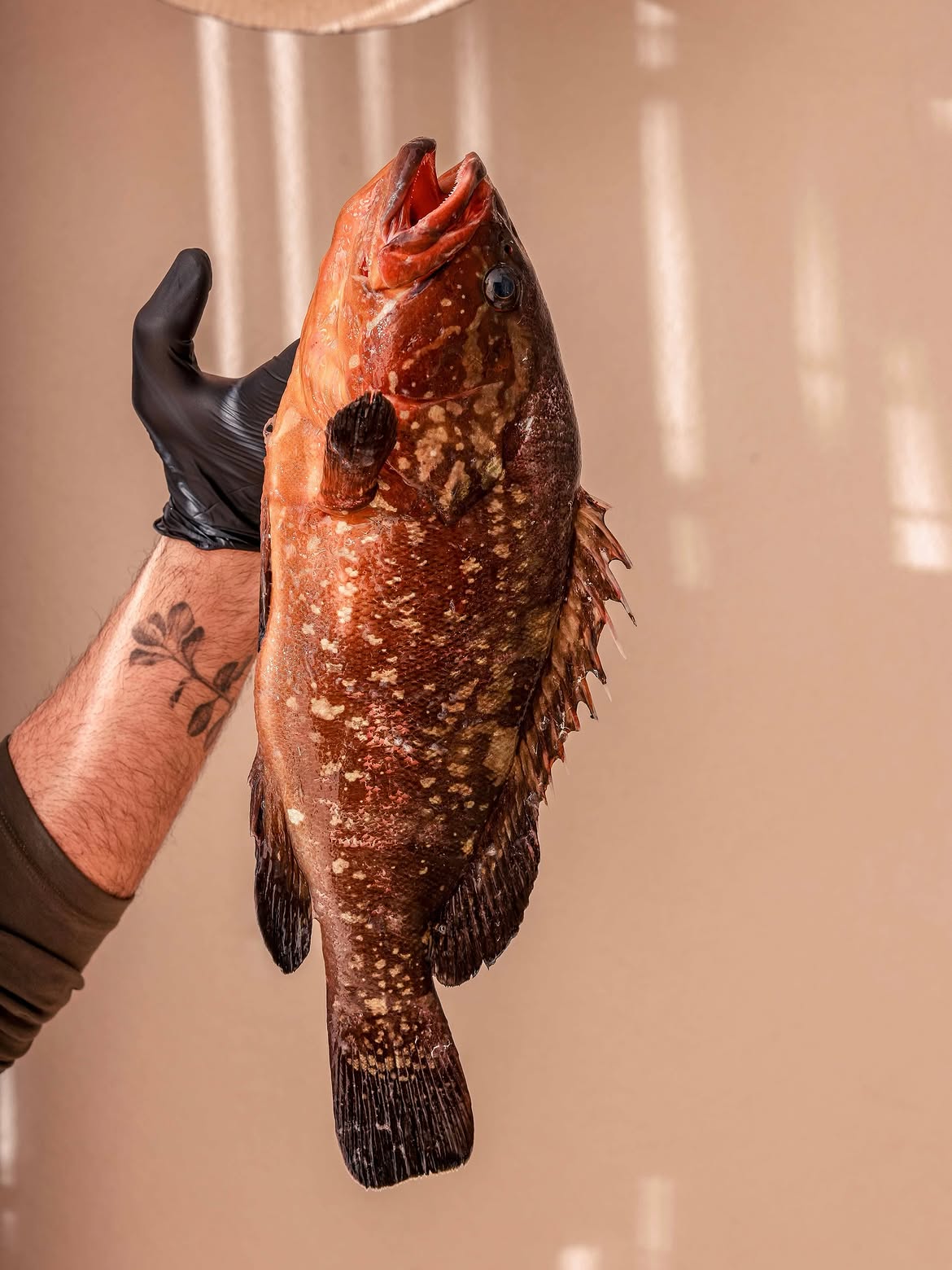 Freshly caught grouper held up by the kitchen